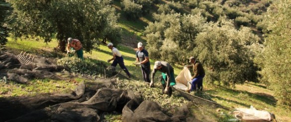 Olive harvest spain