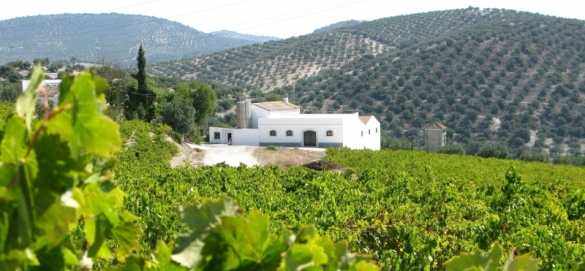 montilla vineyard tour