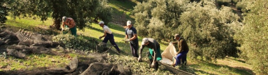 Olive harvest spain