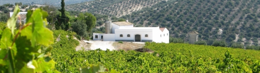 montilla vineyard tour 