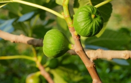 Frutas de la huerta Casa Olea hotel rural Cordoba 