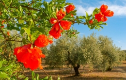 Top Gästehaus in der Region Cordoba, Olivenhaine, Natur, Andalusien