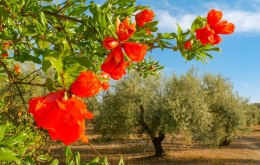 Top Gästehaus in der Region Cordoba, Olivenhaine, Natur, Andalusien