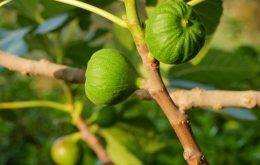 Fresh figs from the garden Casa Olea boutique hotel Spain 