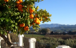 Casa Olea agriturismo Spanien weiße Dörfer Andalusien