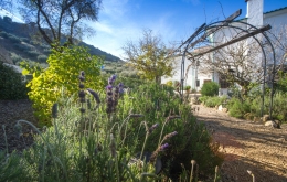 Casa Olea rural hotels Andalucia gardens olive grove