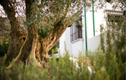 Casa Olea small hotels Spain gardens with olive trees