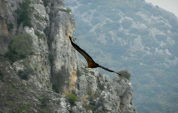 Casa Olea zu Fuß Vogelbeobachtung Andalusien Gänsegeier