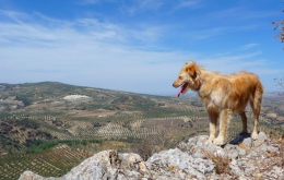 Casa Olea rural hotels Andalucia self-guide walking with our dog