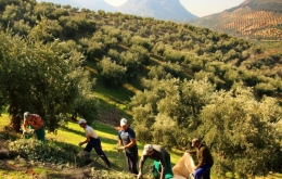 Casa Olea B&B ländliche Spanien Olivenernte Tour