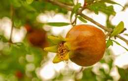 Fresh seasonal fruits Casa Olea boutique hotel Spain 