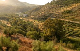 River valley and olive groves Casa Olea hotel Spain 