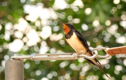 Hotel for birding Andalucia Casa Olea Spain