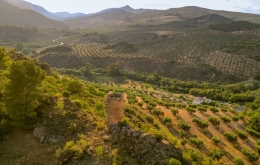 Olive grove boutique hotels Spain Casa Olea  